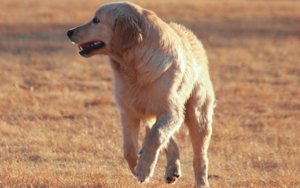 9 Spiritual Meanings of Dreaming of a Dog Attack