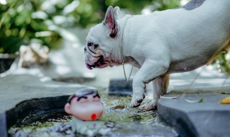9 Spiritual Meanings of Dreaming of Being Bitten by a Dog