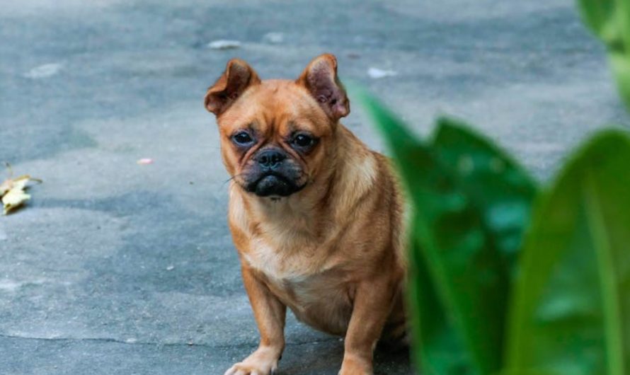 9 Spiritual Meanings of Dreaming of a Talking Dog