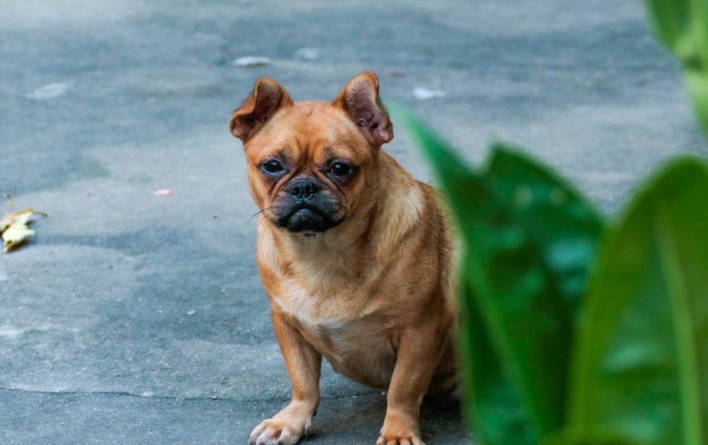 9 Spiritual Meanings of Dreaming of a Talking Dog