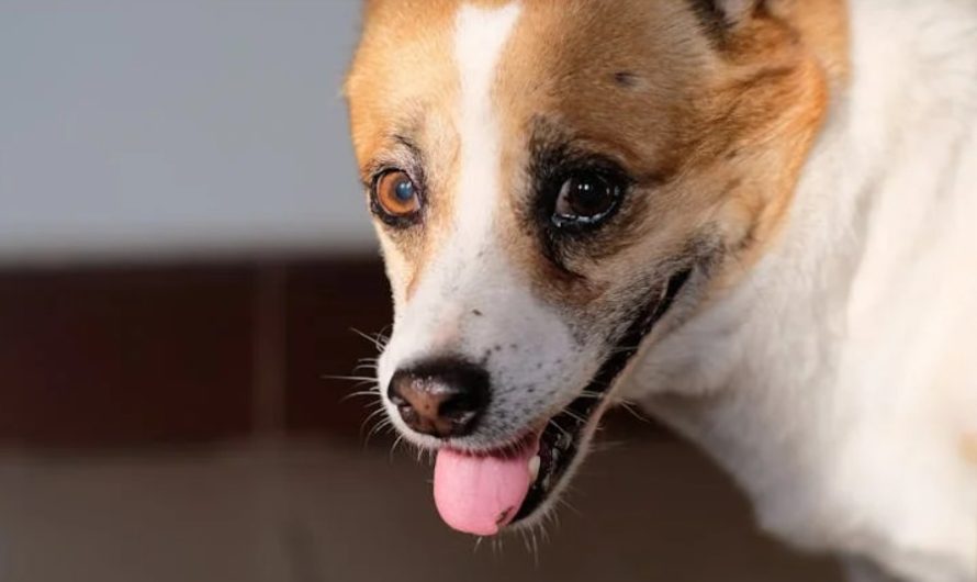 10 Spiritual Meanings of Dreaming of a Dog Licking Your Hand