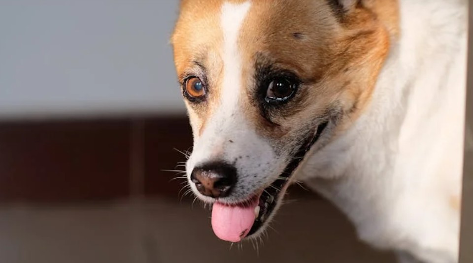 10 Spiritual Meanings of Dreaming of a Dog Licking Your Hand