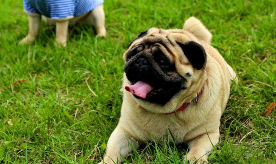 9 Spiritual Meanings of Dreaming of a Barking Dog
