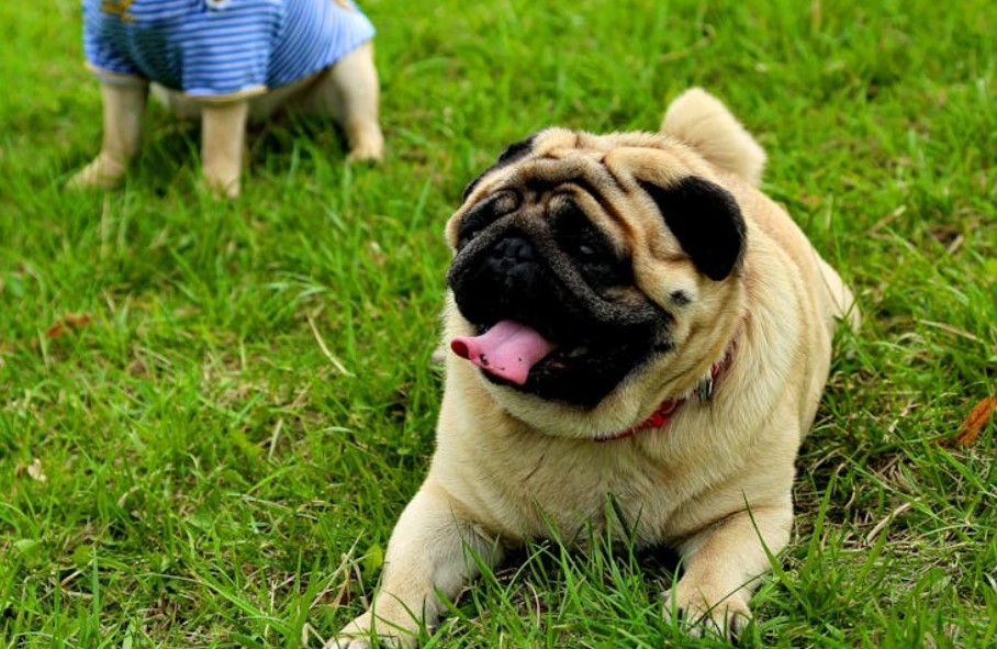 9 Spiritual Meanings of Dreaming of a Barking Dog