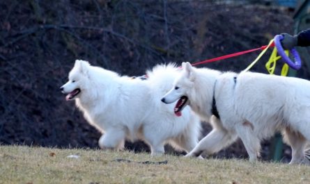 9 Spiritual Meanings of Dreaming of Dogs Fighting