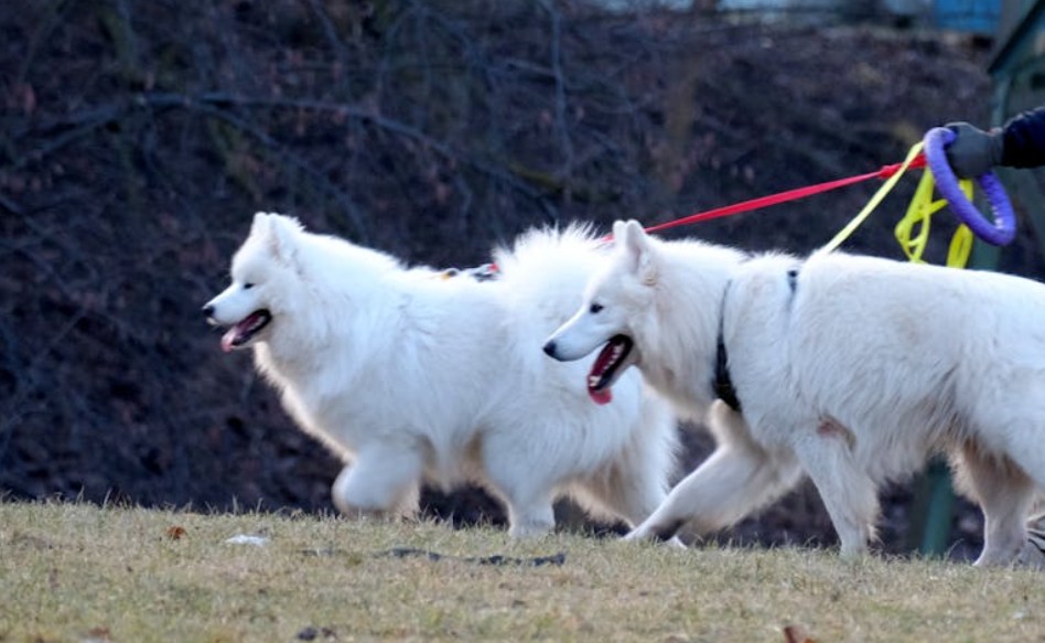 9 Spiritual Meanings of Dreaming of Dogs Fighting