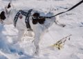 9 Spiritual Meanings of Dreaming About a Dog Urinating