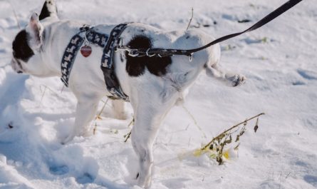 9 Spiritual Meanings of Dreaming About a Dog Urinating