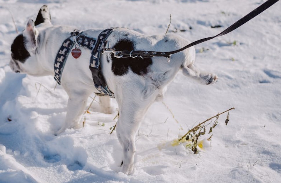 9 Spiritual Meanings of Dreaming About a Dog Urinating