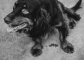 9 spiritual meanings of dreaming about a dead dog