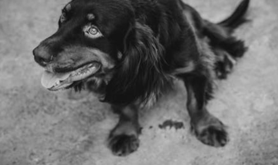 9 spiritual meanings of dreaming about a dead dog