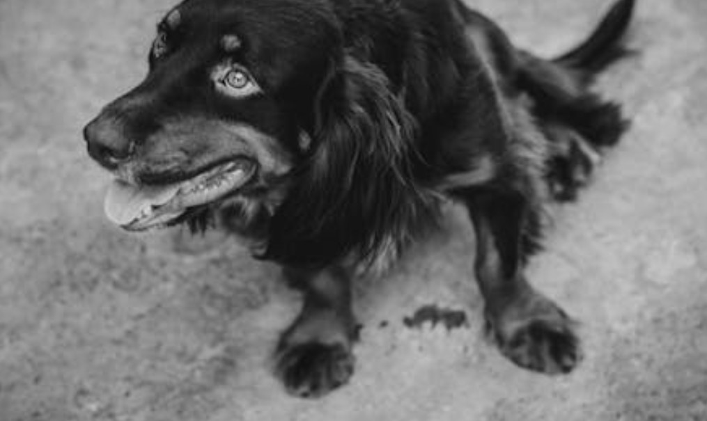 9 spiritual meanings of dreaming about a dead dog