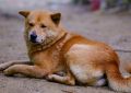 9 spiritual meanings of dreaming about a dog being hit by a car
