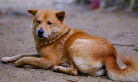 9 spiritual meanings of dreaming about a dog being hit by a car