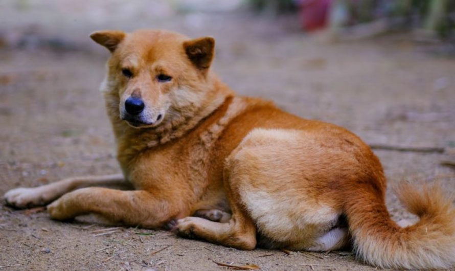 9 spiritual meanings of dreaming about a dog being hit by a car