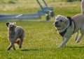 9 spiritual meanings of dreaming about a dog chasing you
