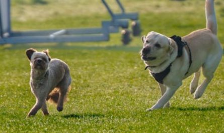 9 spiritual meanings of dreaming about a dog chasing you