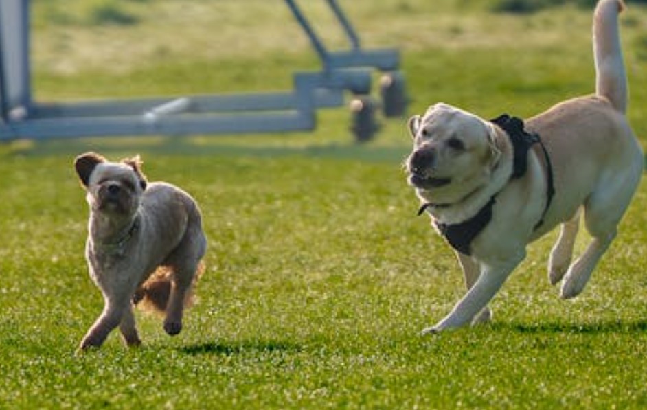 9 spiritual meanings of dreaming about a dog chasing you