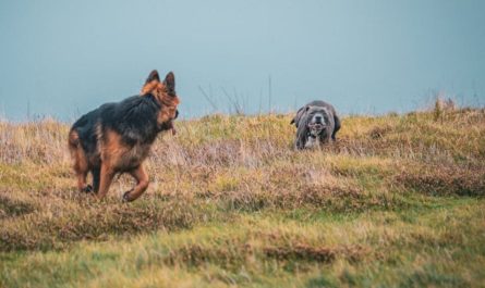 10 Spiritual Meanings of Dreaming of a Dog Biting Your Leg