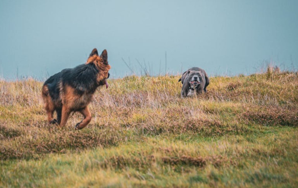 10 Spiritual Meanings of Dreaming of a Dog Biting Your Leg