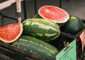 Dreaming of a Broken Watermelon