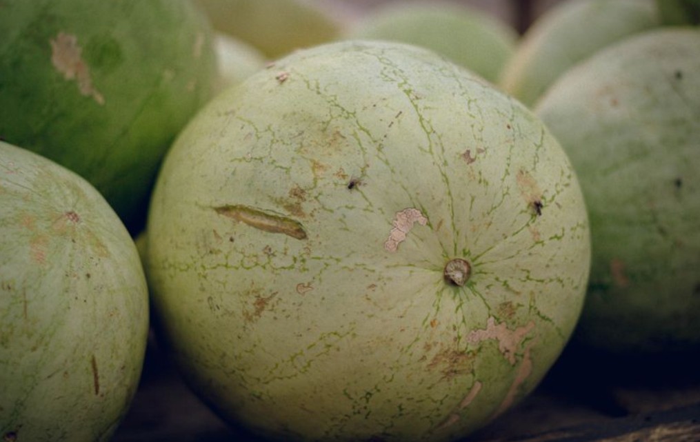 Dreaming of Picking Watermelons