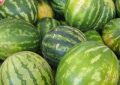 Dreaming of a Damaged Watermelon