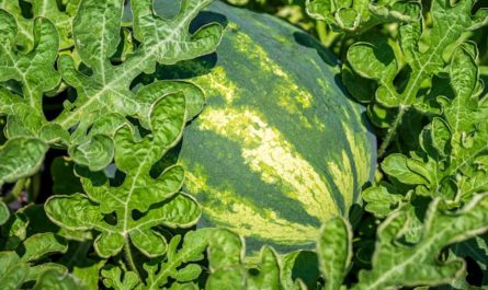 Dreaming of a big Watermelon