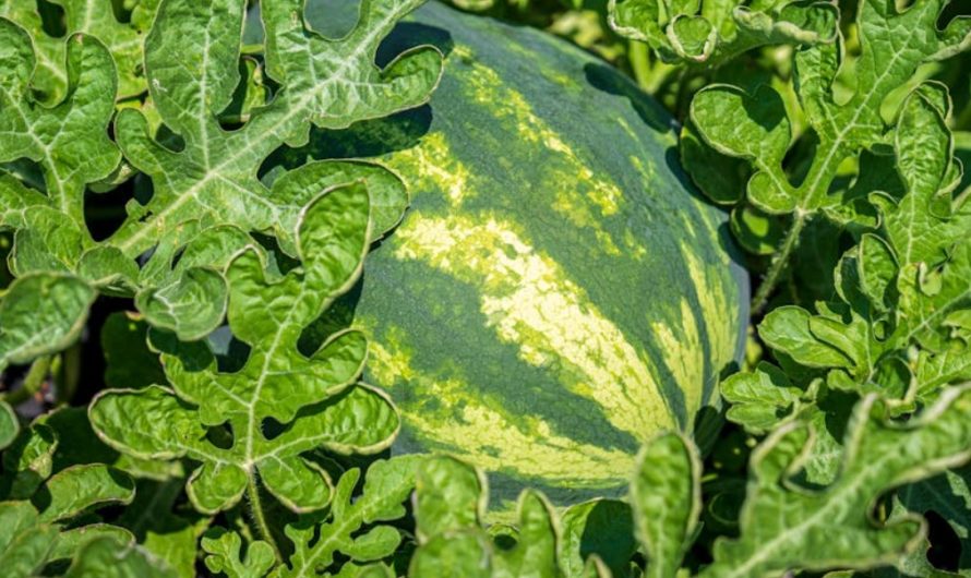 9 Spiritual Meanings of Dreaming of a big Watermelon