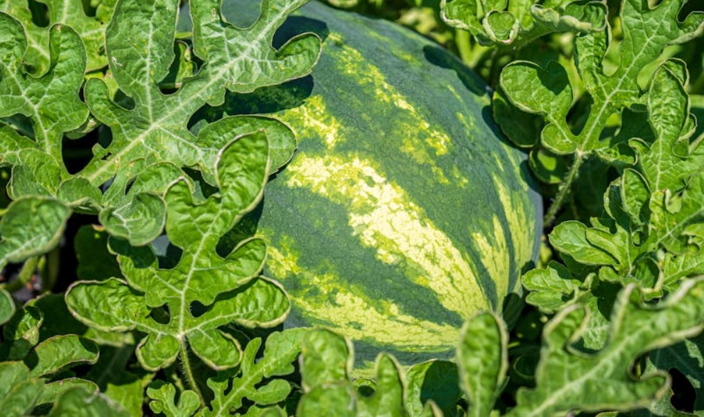 Dreaming of a big Watermelon