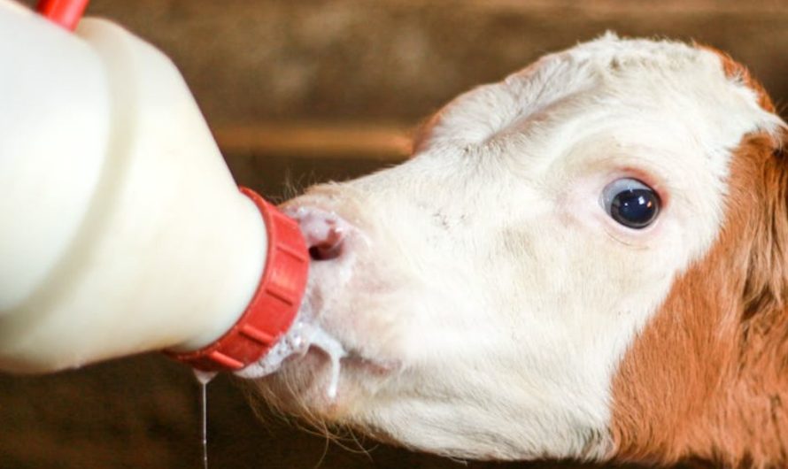 9 spiritual meanings of dreaming about milk